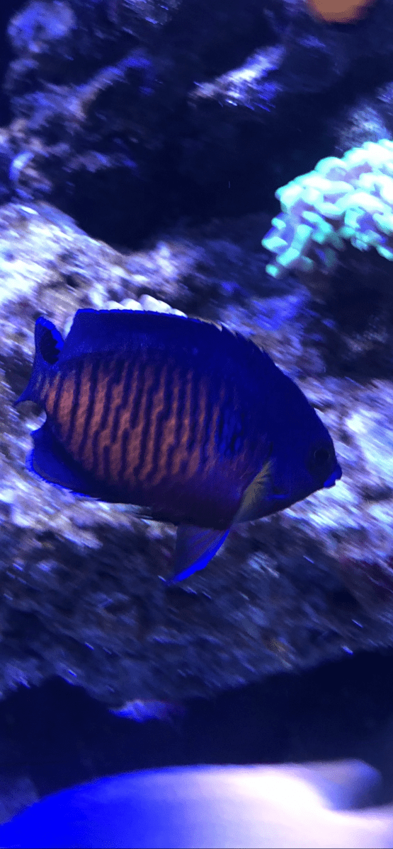 What fish eat Zoas? REEF2REEF Saltwater and Reef Aquarium Forum