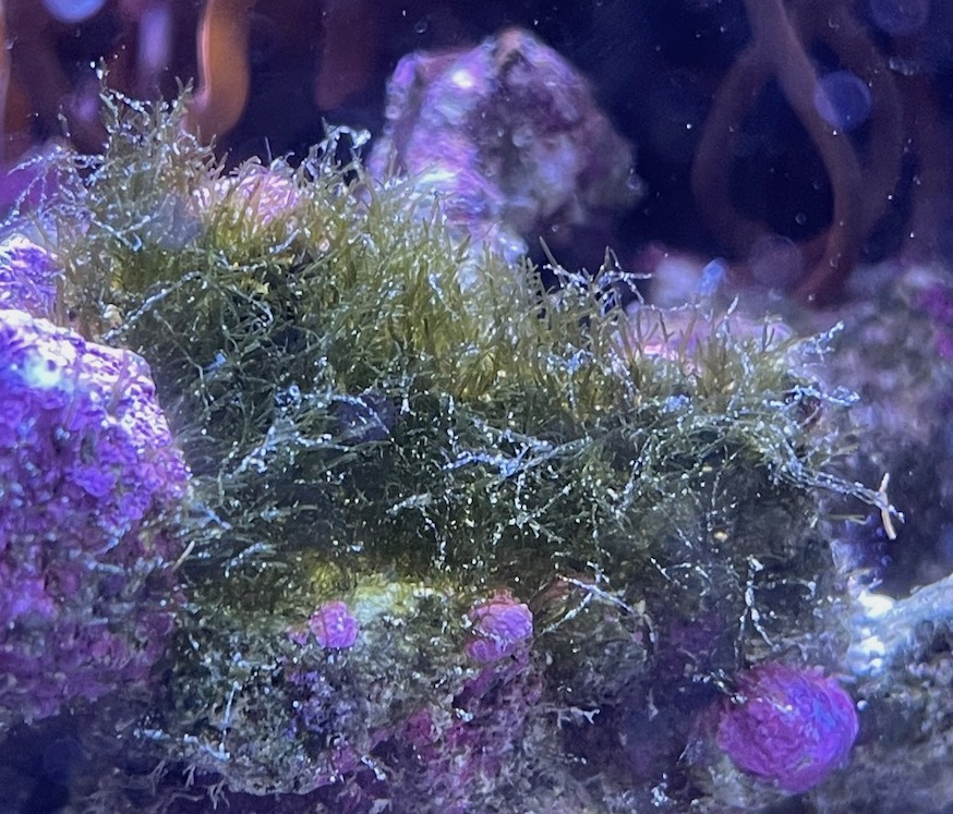 Hair algae growing on my urchins REEF2REEF Saltwater and Reef