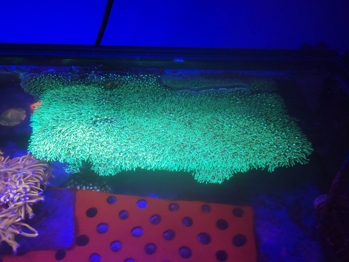 New Jersey New York Live Goods Zoa and GSP colony REEF2REEF Saltwater and Reef Aquarium