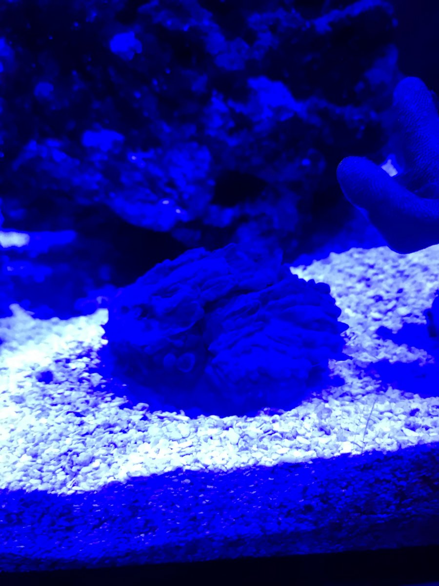 Torch coral dead? REEF2REEF Saltwater and Reef Aquarium Forum