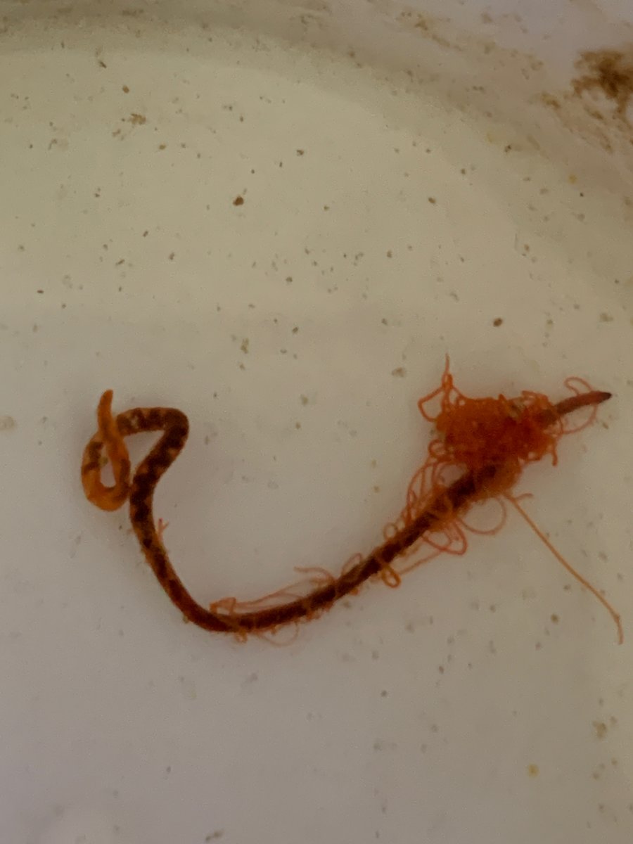 Weird dangerous worm!! Reef2Reef