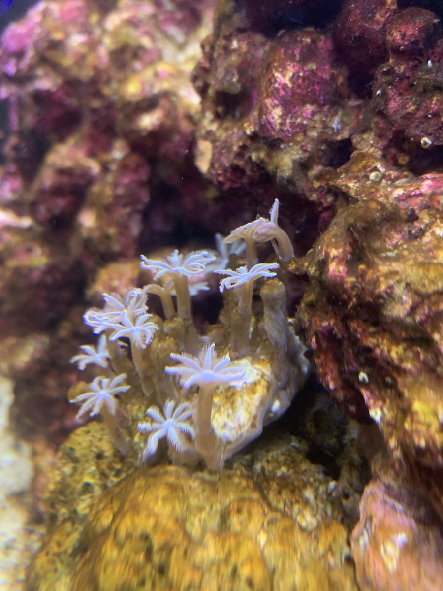 My zoas are opening and closing what going on? REEF2REEF Saltwater