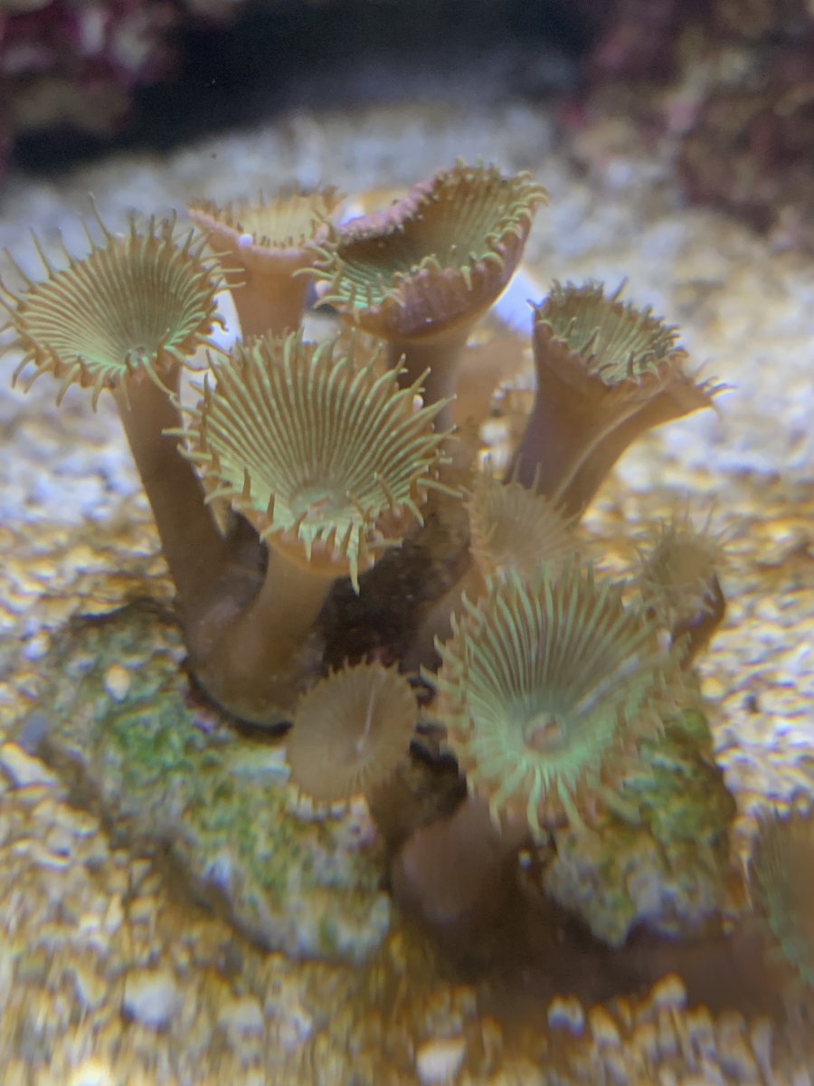 My zoas are opening and closing what going on? REEF2REEF Saltwater