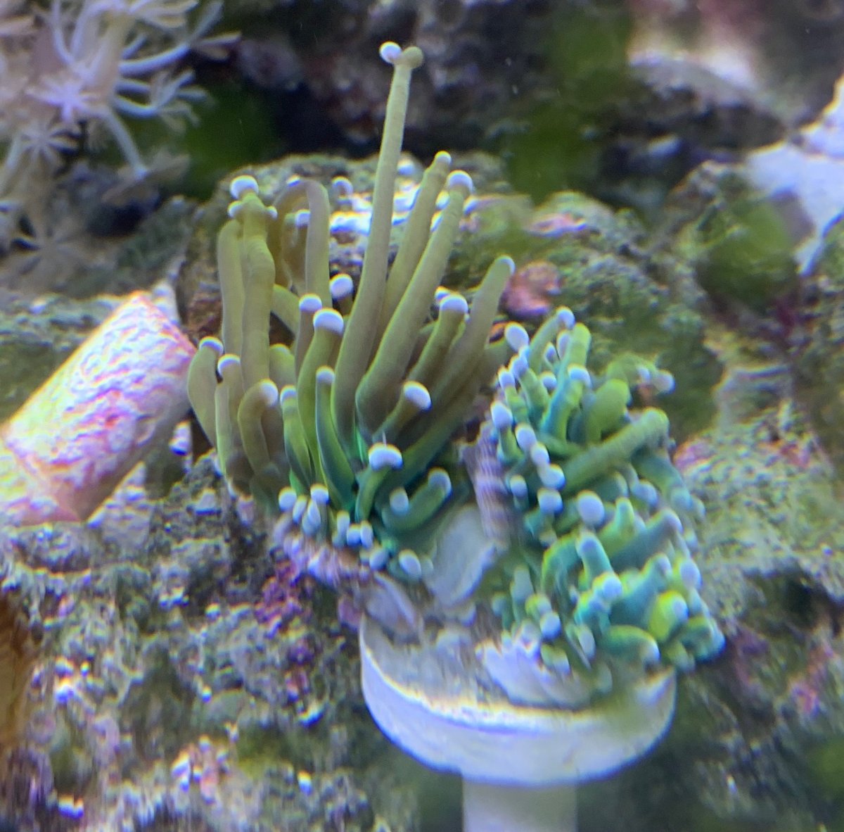 Torch coral dying REEF2REEF Saltwater and Reef Aquarium Forum