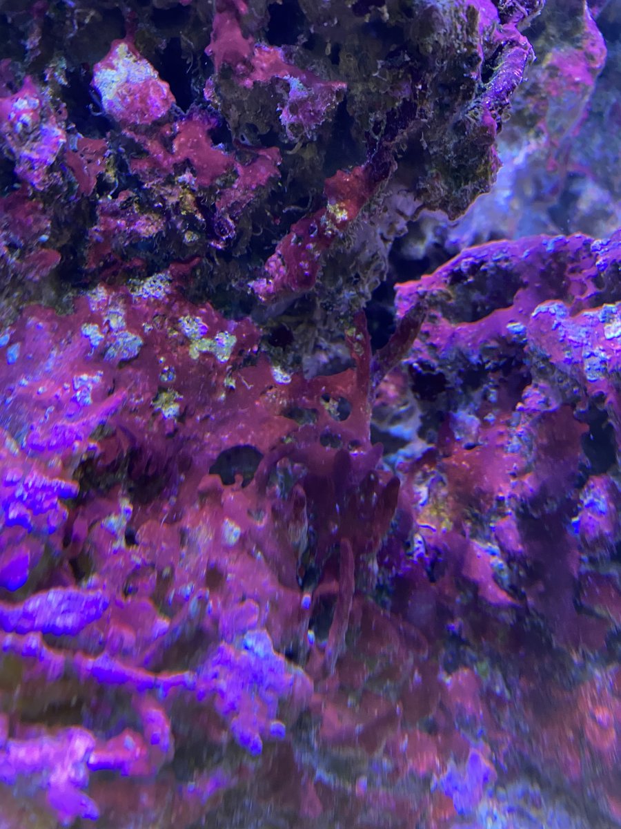 Dose Hydrogen Peroxide direct to your display tank REEF2REEF