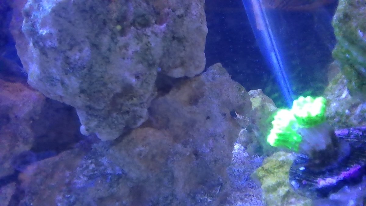 EMERGENCY CANDY CANE DYING? REEF2REEF Saltwater and Reef Aquarium Forum