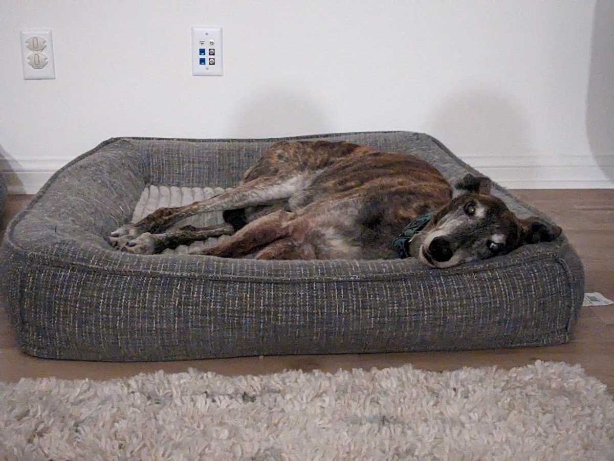 Very sad day for HolmesFarleys REEF2REEF Saltwater and Reef Aquarium