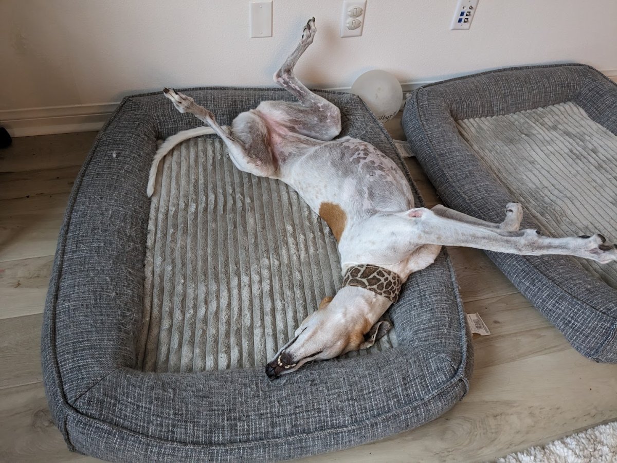 Very sad day for HolmesFarleys REEF2REEF Saltwater and Reef Aquarium