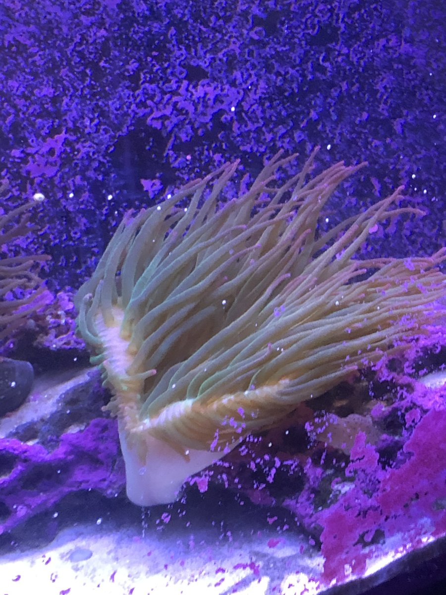 Green bulb anemone acting REEF2REEF Saltwater and Reef Aquarium Forum