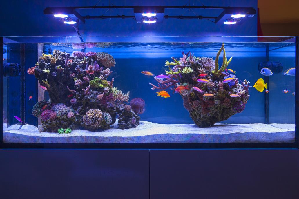 BEST tanks of Reef2Reef (nominate) Page 4 REEF2REEF Saltwater and