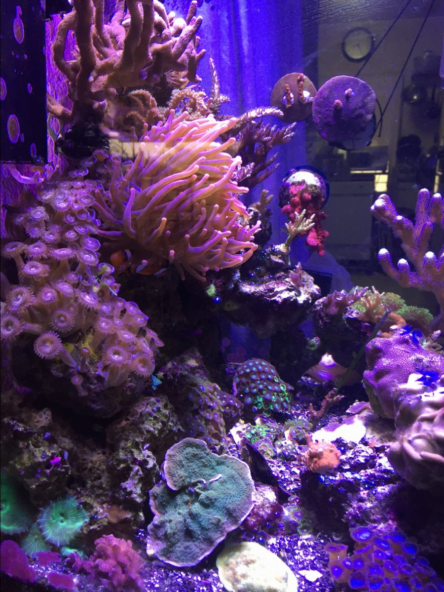 Bare bottom vs deep sand bed vs some sand REEF2REEF Saltwater and