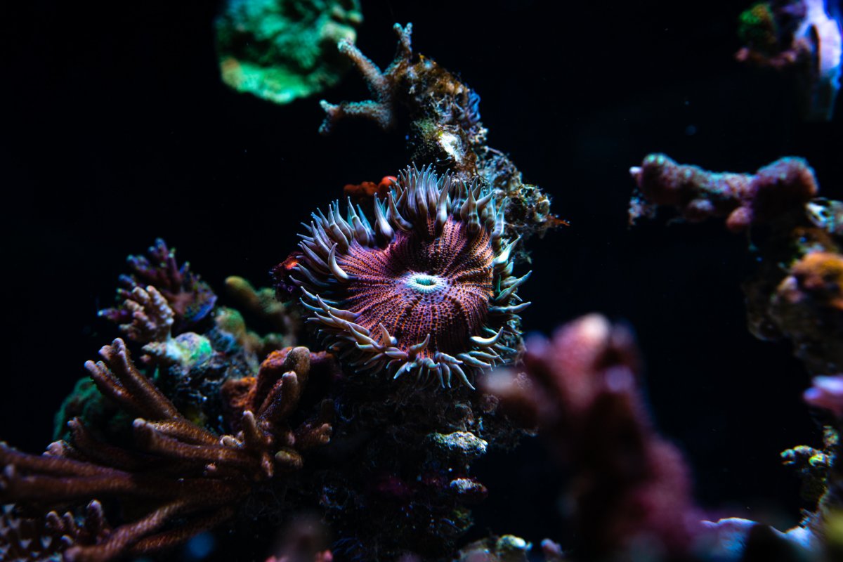What to feed baby Rock Flower Anemones? REEF2REEF Saltwater and Reef Aquarium Forum