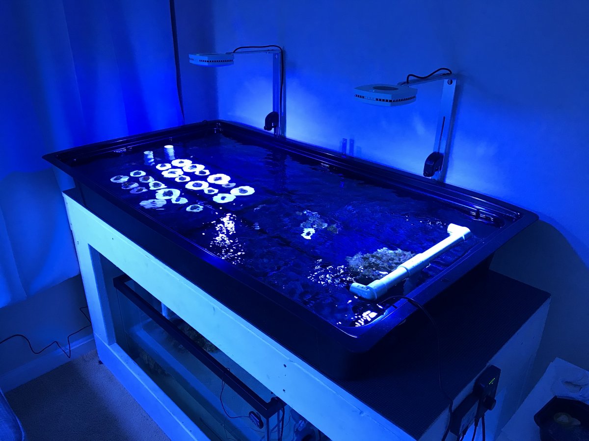 New Frag Tub Setup REEF2REEF Saltwater and Reef Aquarium Forum