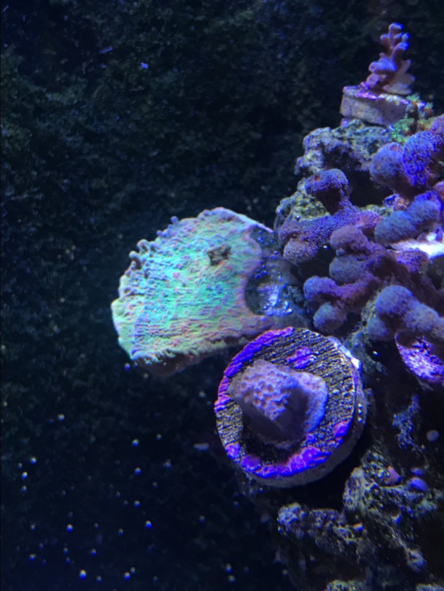 Zoanthids not looking so hot REEF2REEF Saltwater and Reef Aquarium Forum