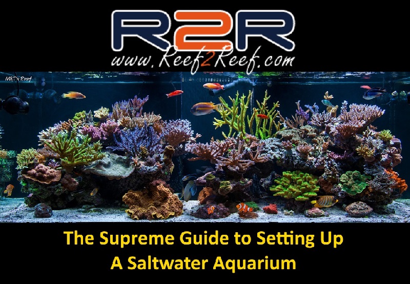 Reef Aquarium Setup Guide