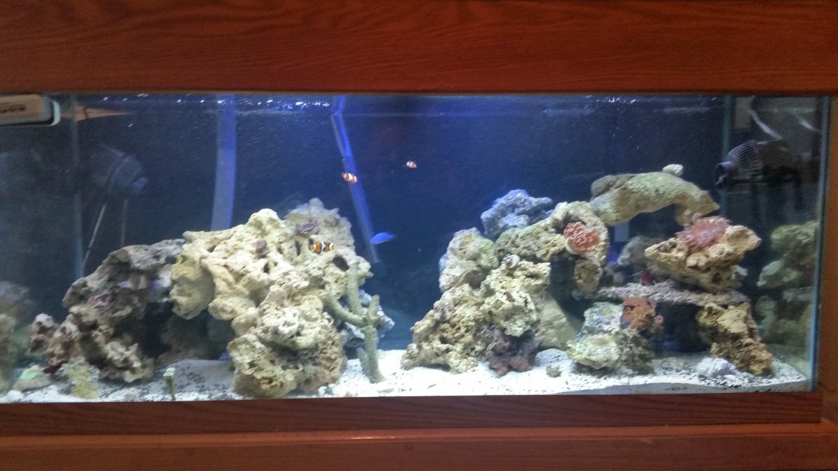 Reef safe fish for 75g REEF2REEF Saltwater and Reef Aquarium Forum
