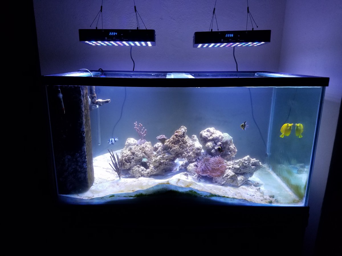 Favorite "Black Box LED Light" REEF2REEF Saltwater and Reef Aquarium