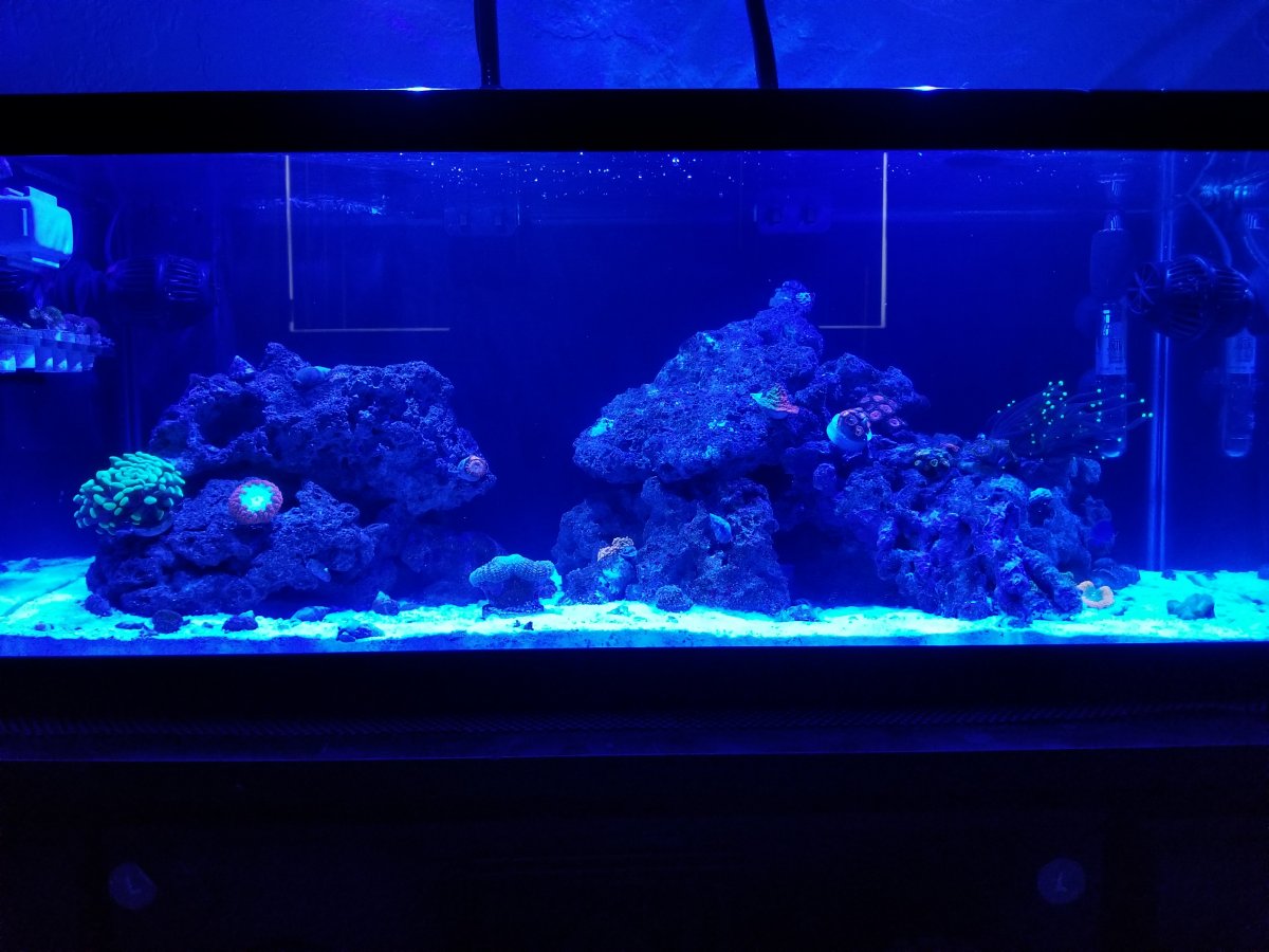 Fighting Dinoflagellates with H2O2 REEF2REEF Saltwater