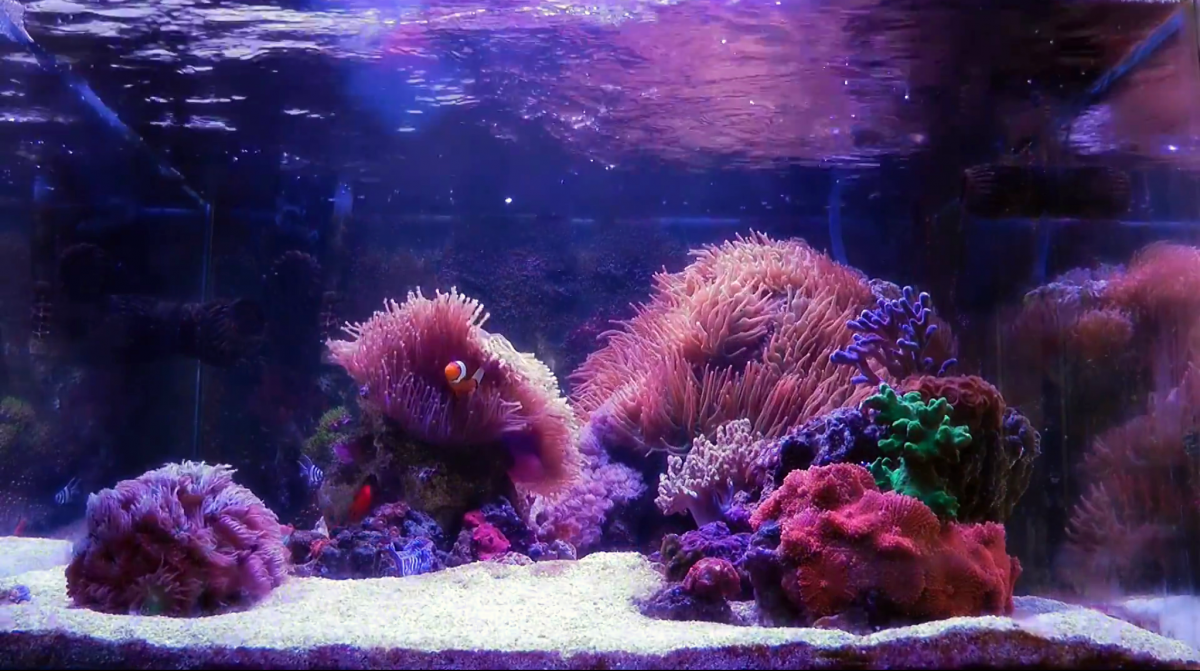 Reef Tank 365 Featuring Ardeus's Anemone Dominated Reef