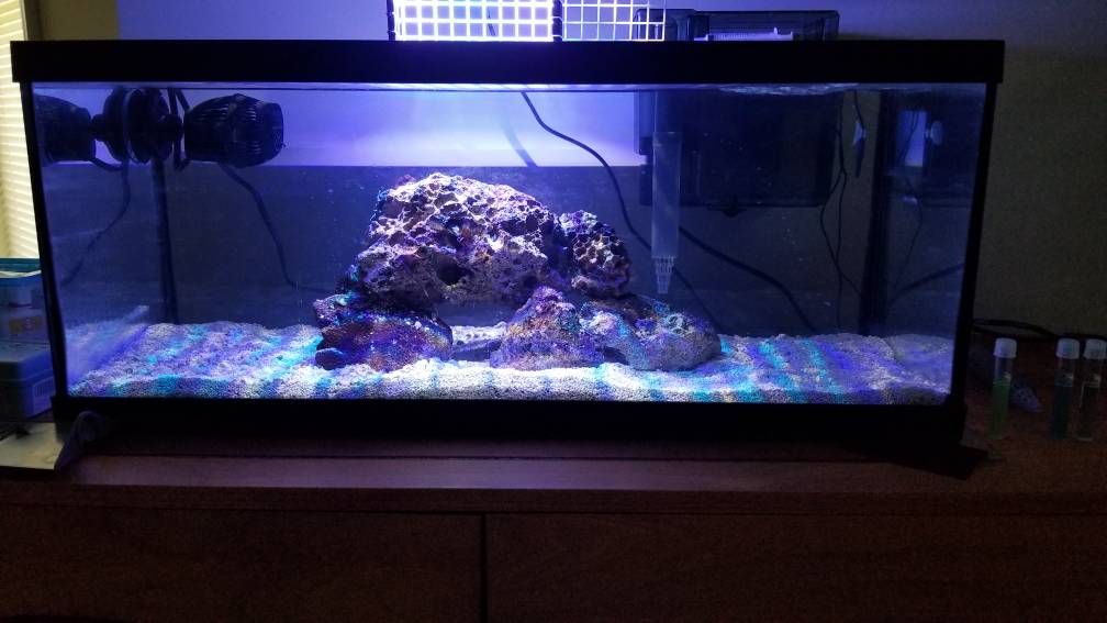 Nano Build 20 Gallon Long Reef Stocking REEF2REEF Saltwater and