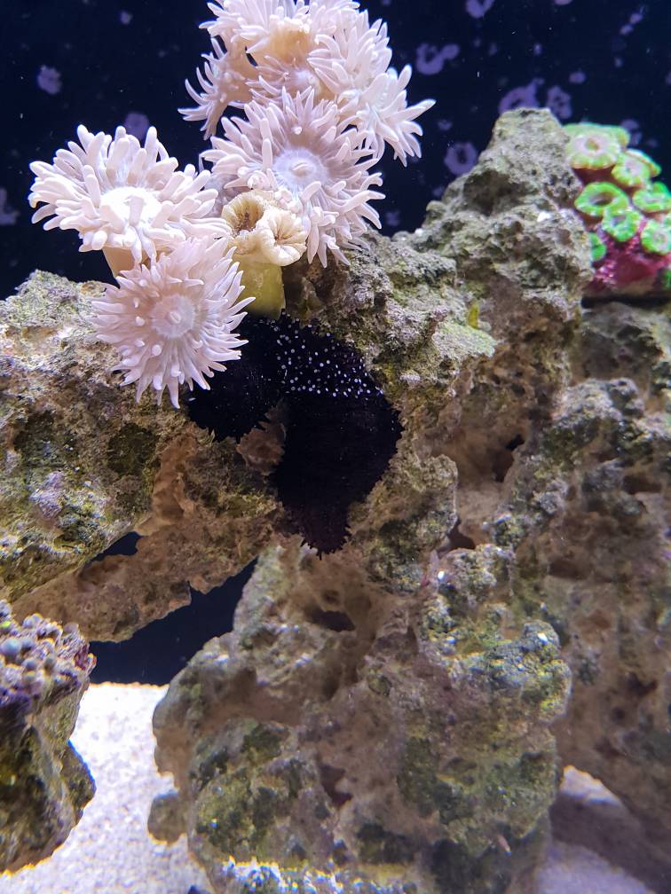 What is going on with sea cucumber? REEF2REEF Saltwater and Reef