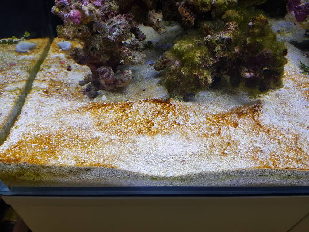 ID and Advice Orange Algae/Bacteria? REEF2REEF Saltwater and Reef