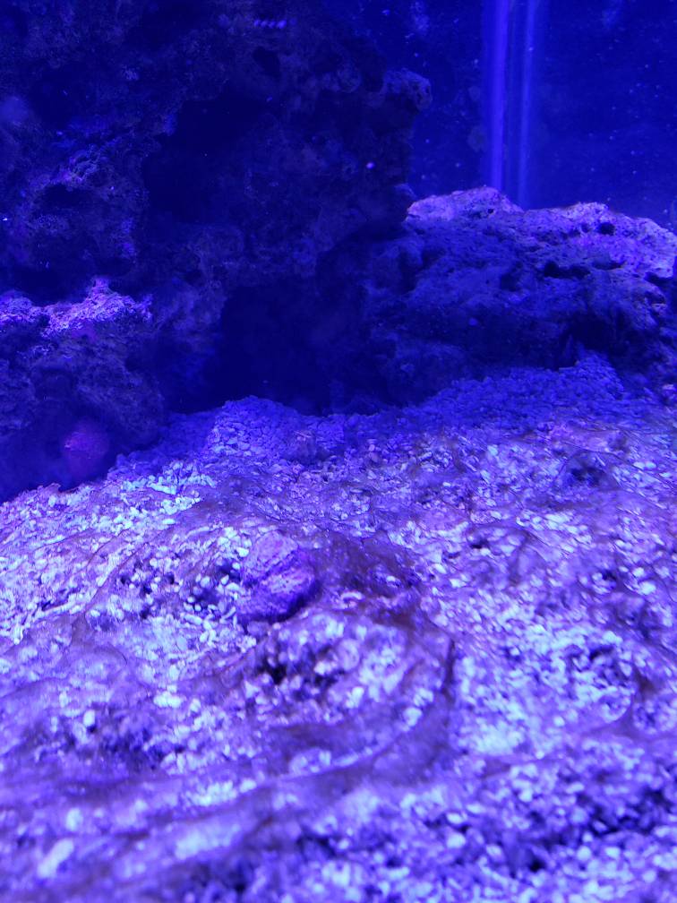 Algae Identification help (pictures) REEF2REEF Saltwater and Reef
