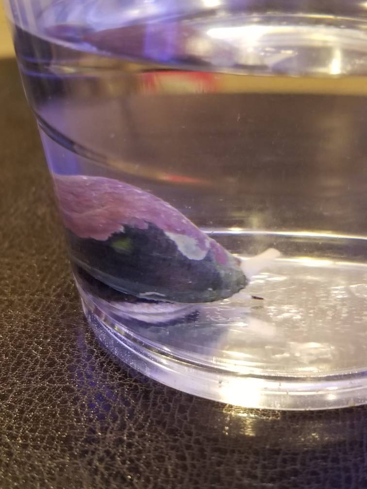 Snail killing snail?? REEF2REEF Saltwater and Reef Aquarium Forum