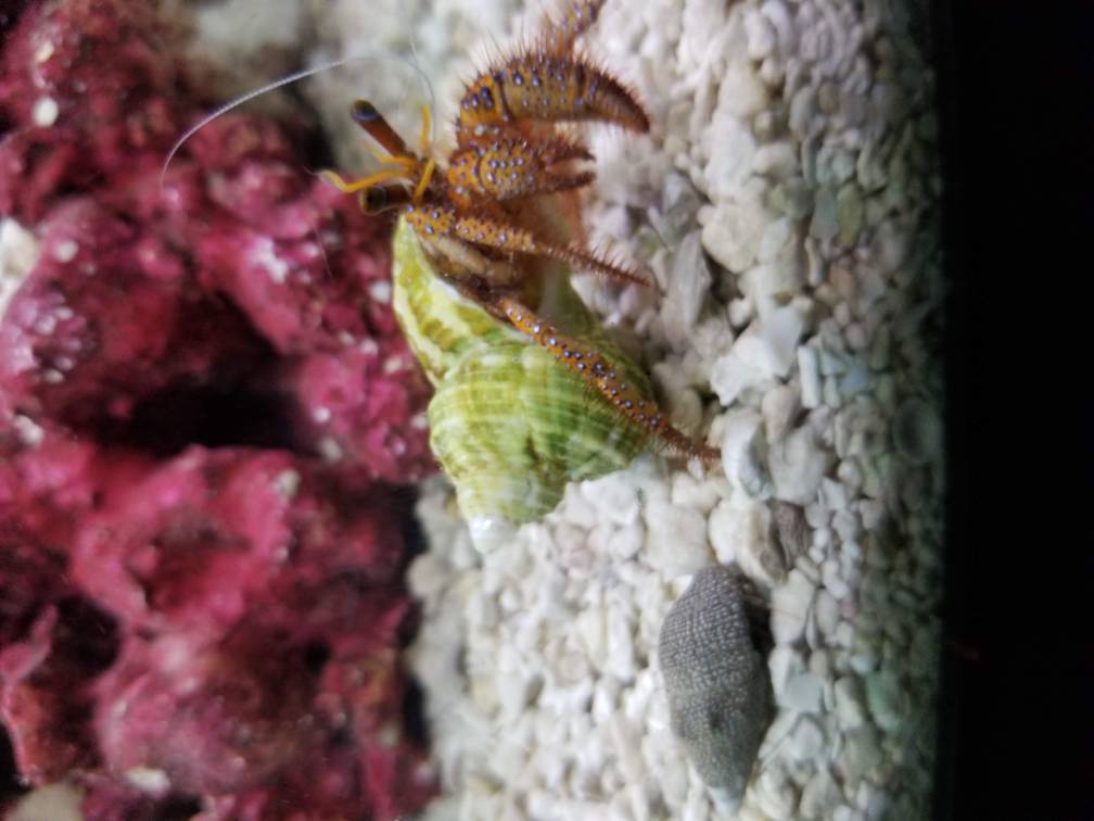 Hermit crab REEF2REEF Saltwater and Reef Aquarium Forum