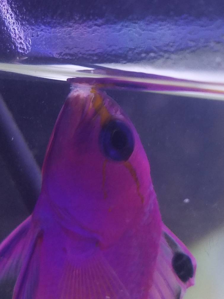 Help, mouth rot? REEF2REEF Saltwater and Reef Aquarium Forum