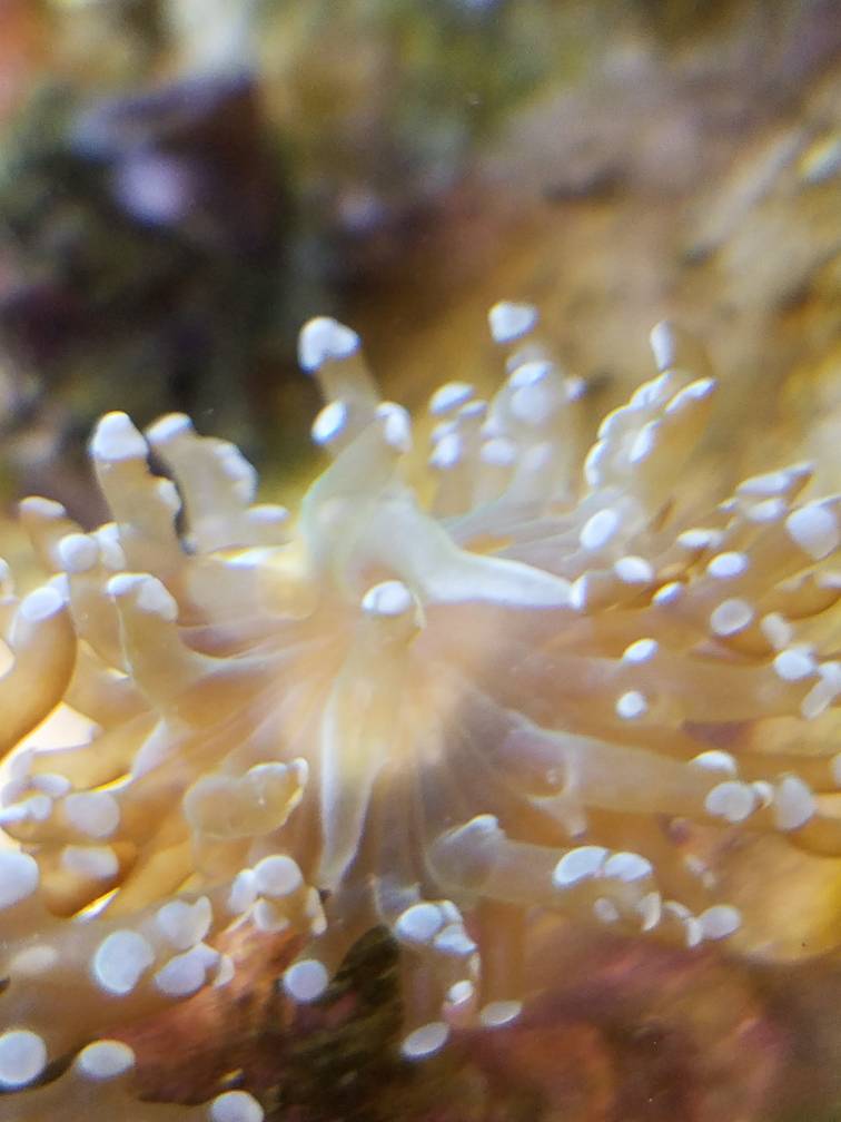Flatworms! REEF2REEF Saltwater and Reef Aquarium Forum