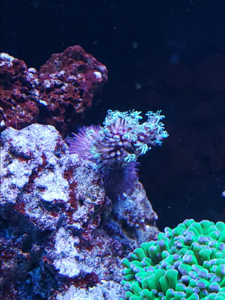 Little feather duster going for a ride REEF2REEF Saltwater and Reef