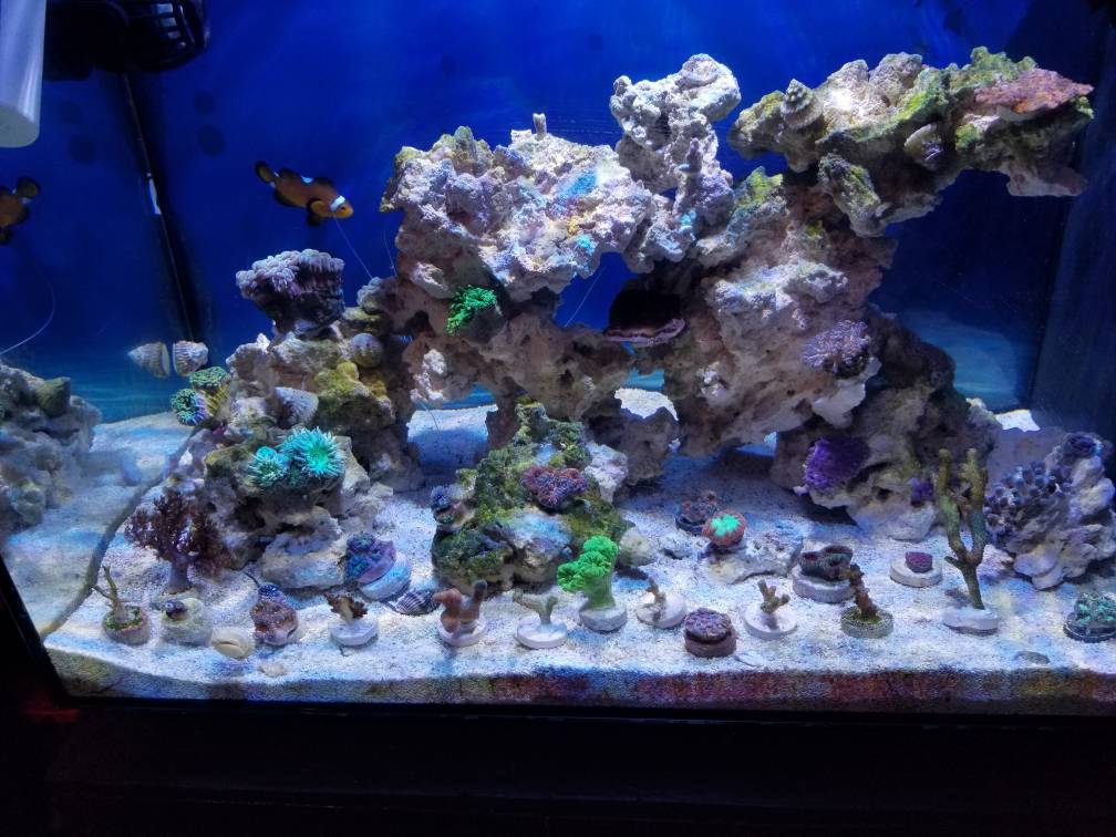 What kind of sand do you have in your reef? REEF2REEF Saltwater and