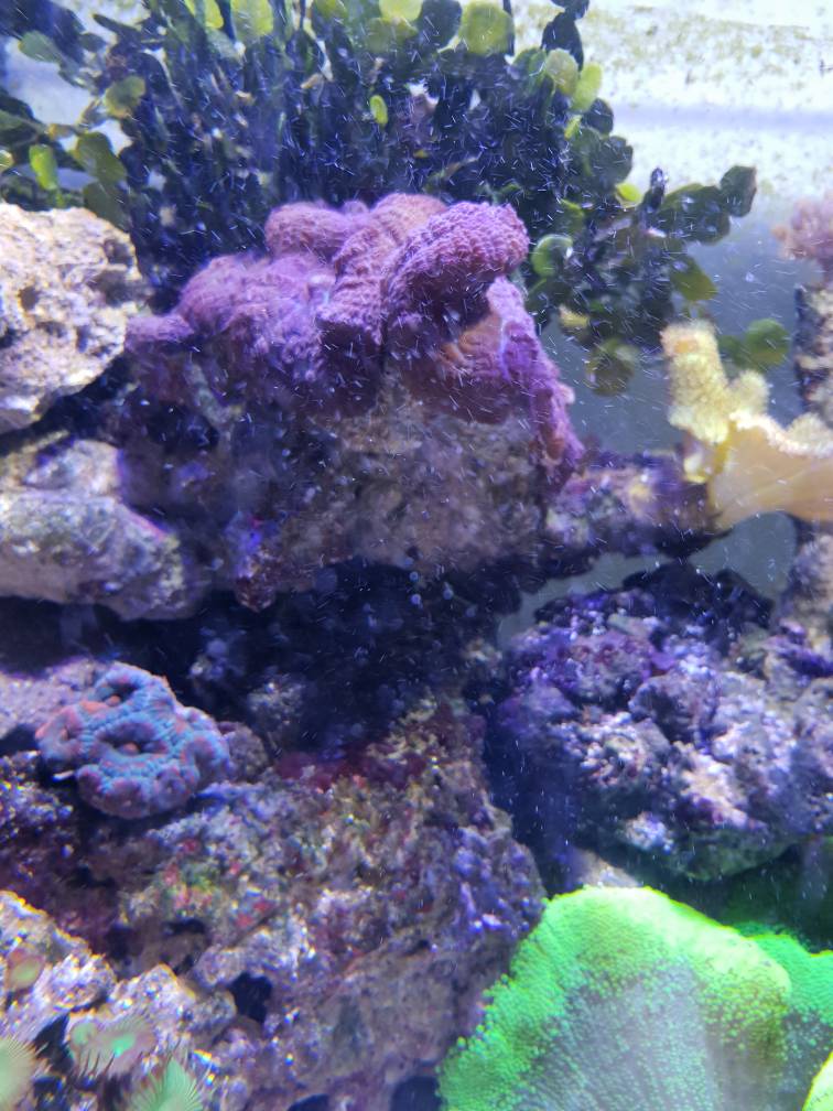 White particles in water REEF2REEF Saltwater and Reef Aquarium Forum