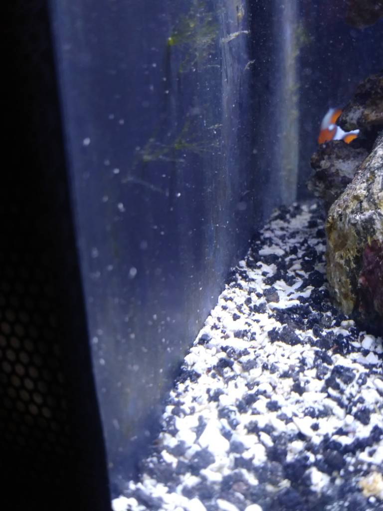 White mites?? REEF2REEF Saltwater and Reef Aquarium Forum