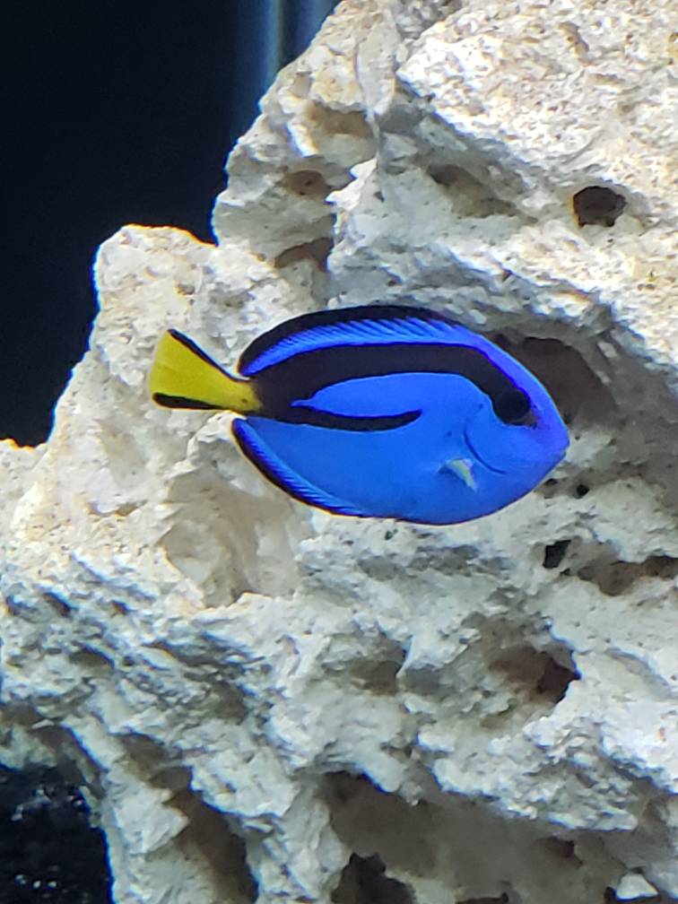 Blue tang with white spots REEF2REEF Saltwater and Reef Aquarium Forum
