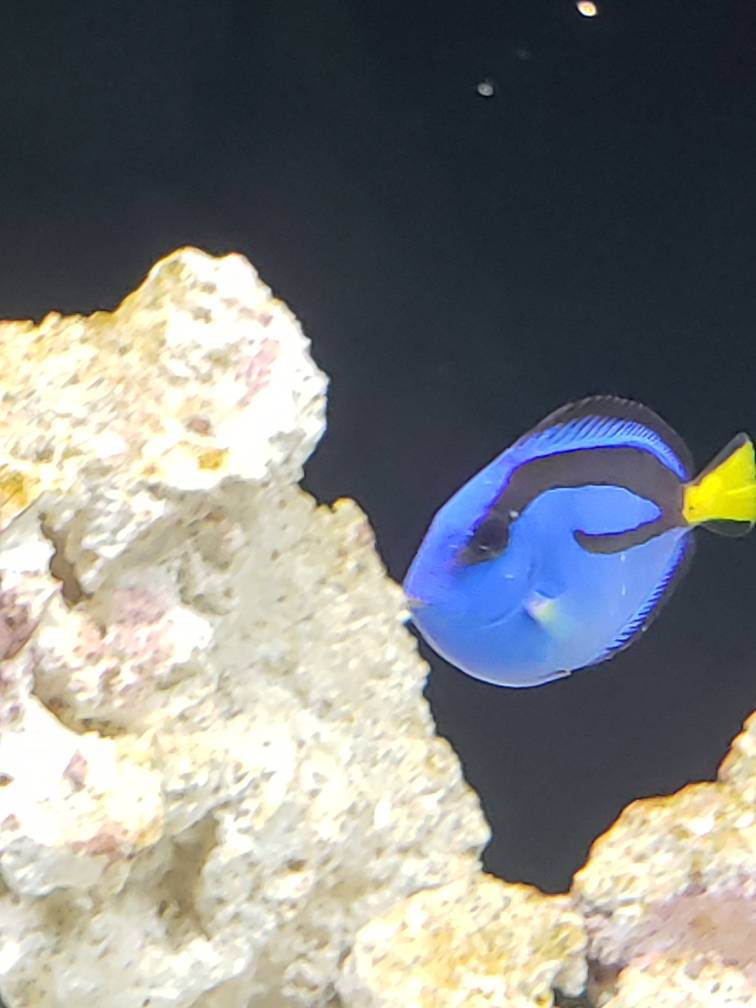 Blue tang with white spots Reef2Reef