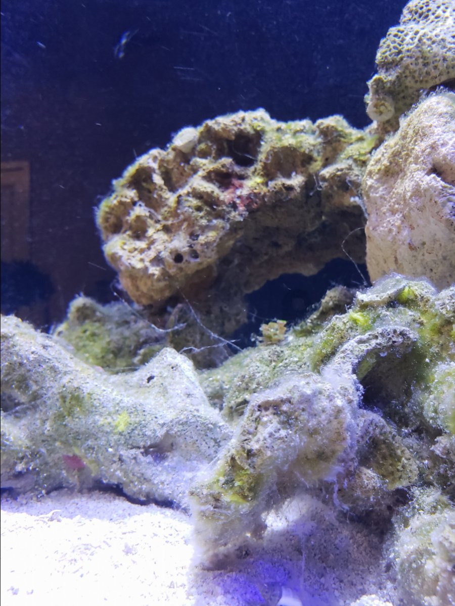 Annoying White slime mucus REEF2REEF Saltwater and Reef Aquarium Forum
