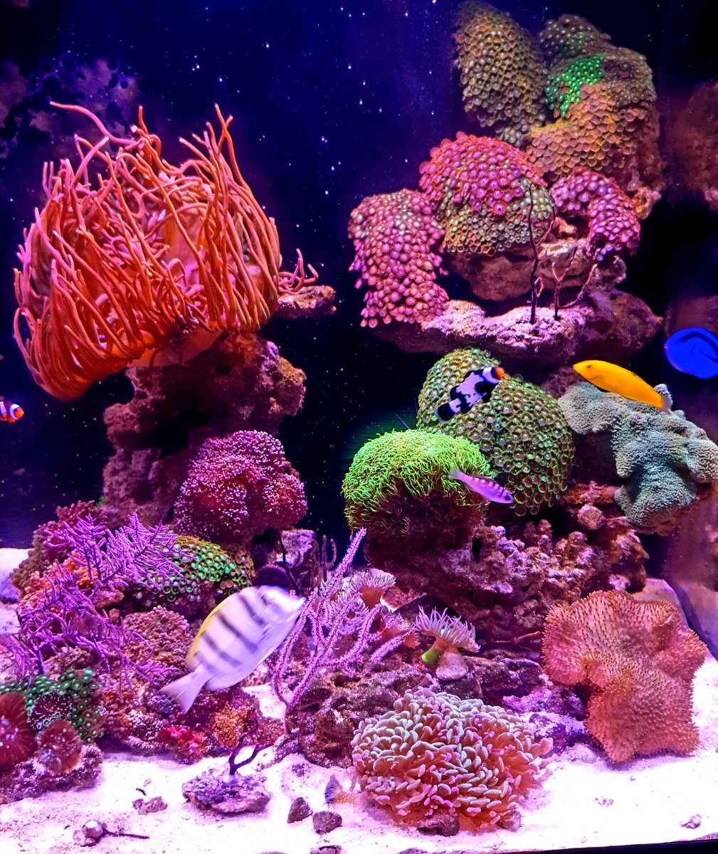 REEF2REEF Saltwater and Reef Aquarium Forum