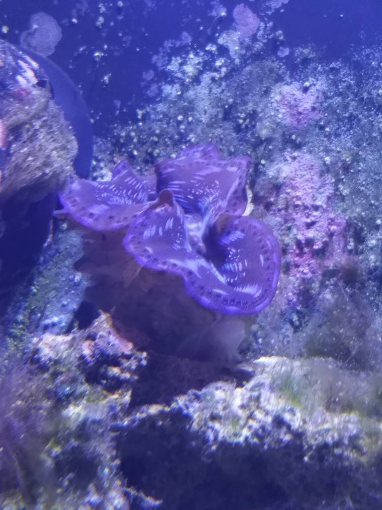 New maxima clam not opening fully REEF2REEF Saltwater and Reef