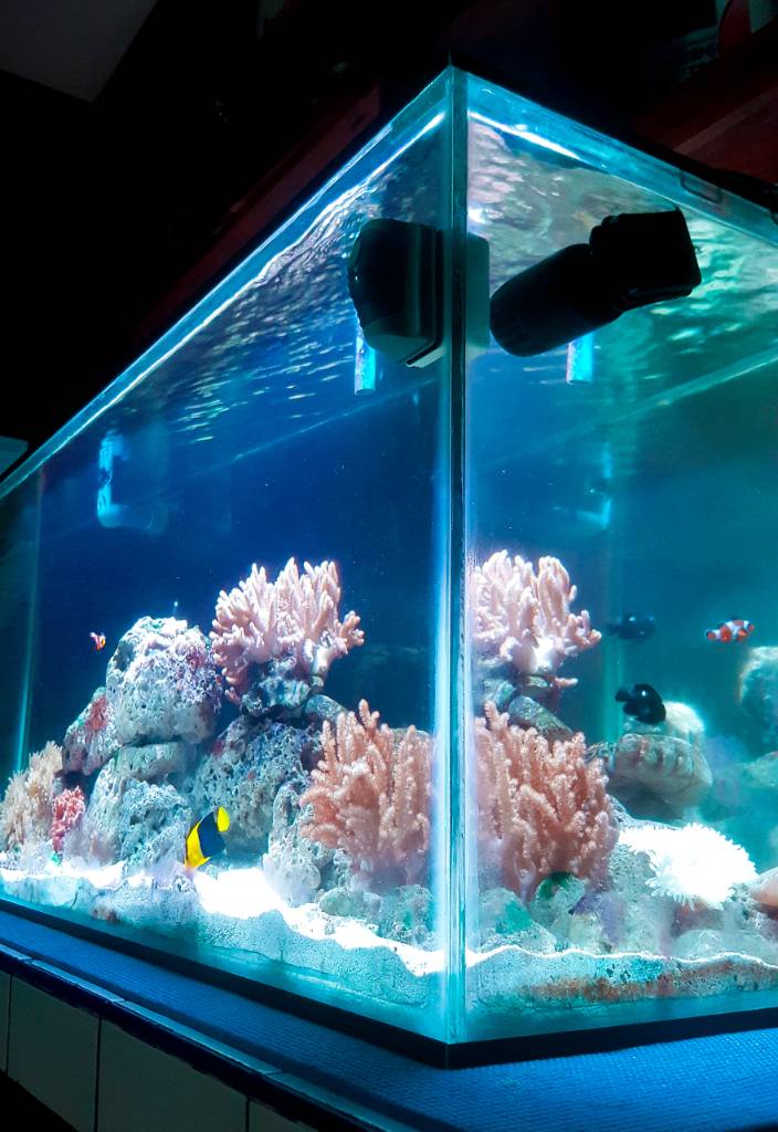 Perfect Timing Blue Light for Reef Aquarium REEF2REEF Saltwater and
