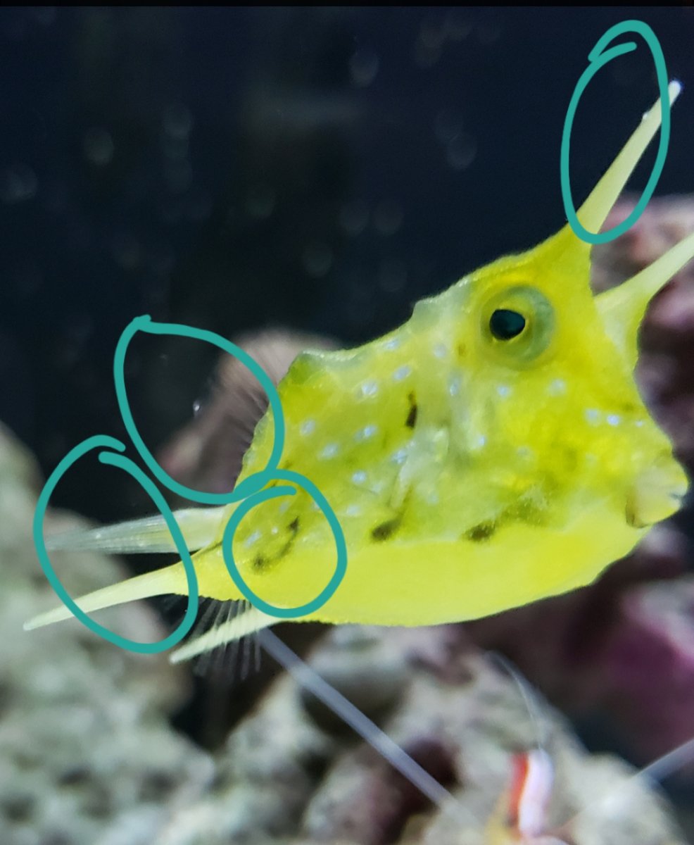 Does my Cowfish have ich. REEF2REEF Saltwater and Reef Aquarium Forum