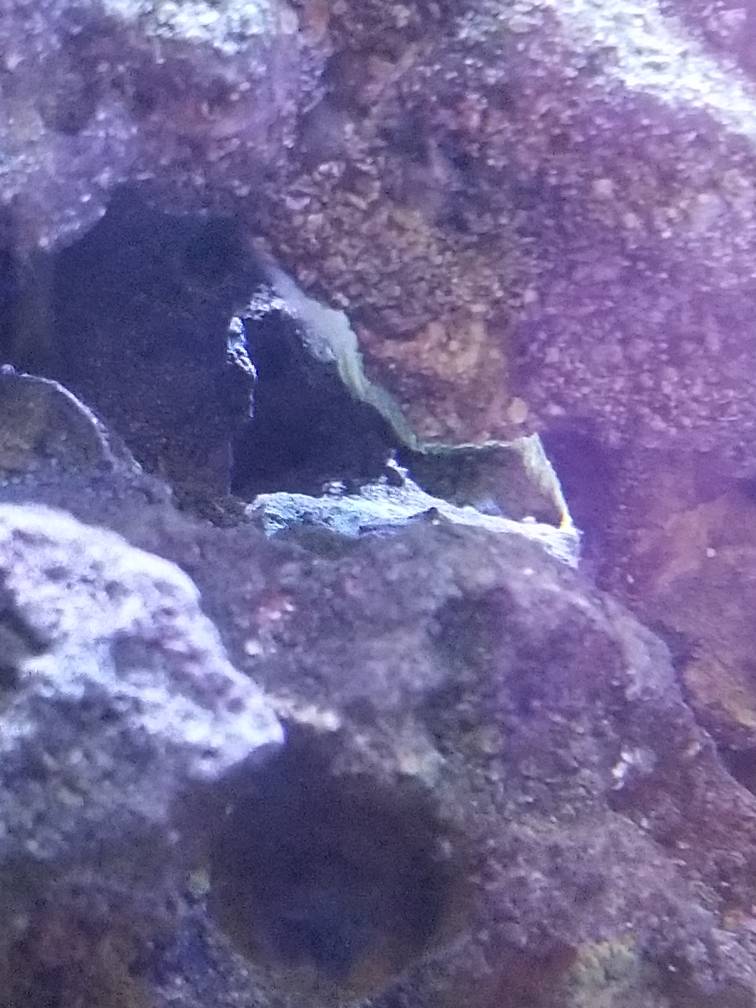 White Mold or Fungus growing under reef rocks REEF2REEF Saltwater and