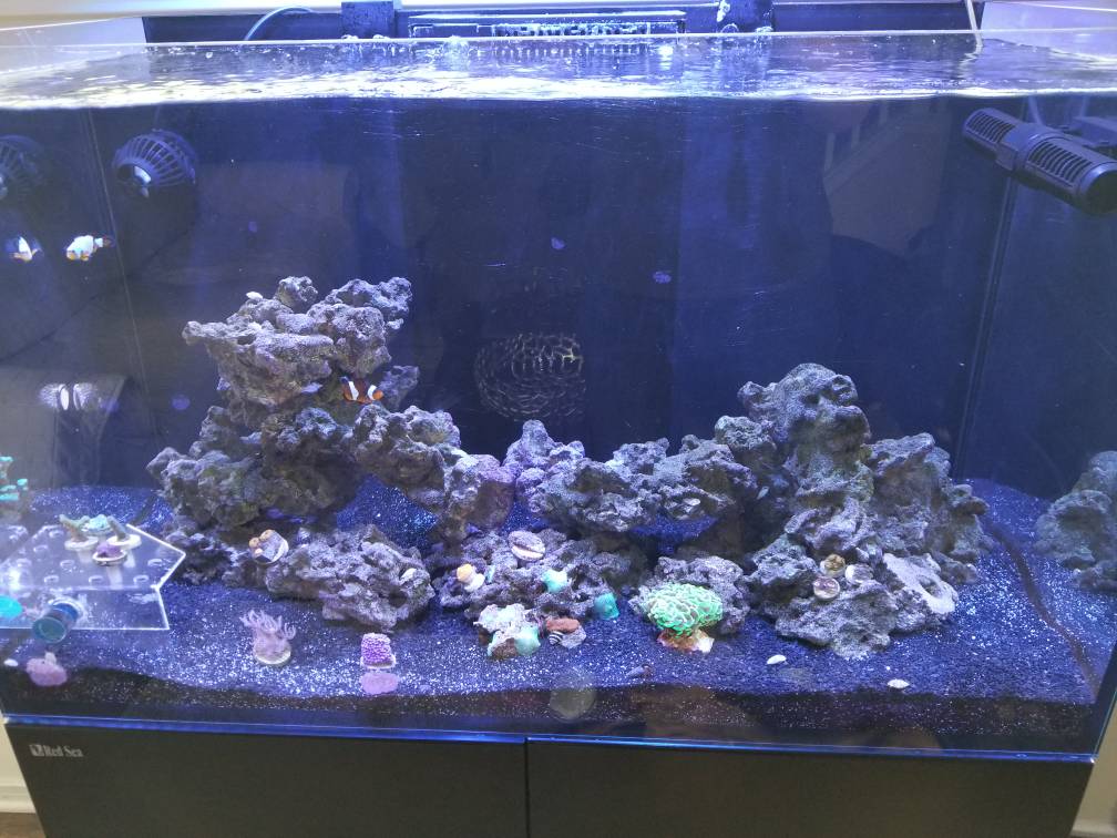 White Mold or Fungus growing under reef rocks REEF2REEF Saltwater and