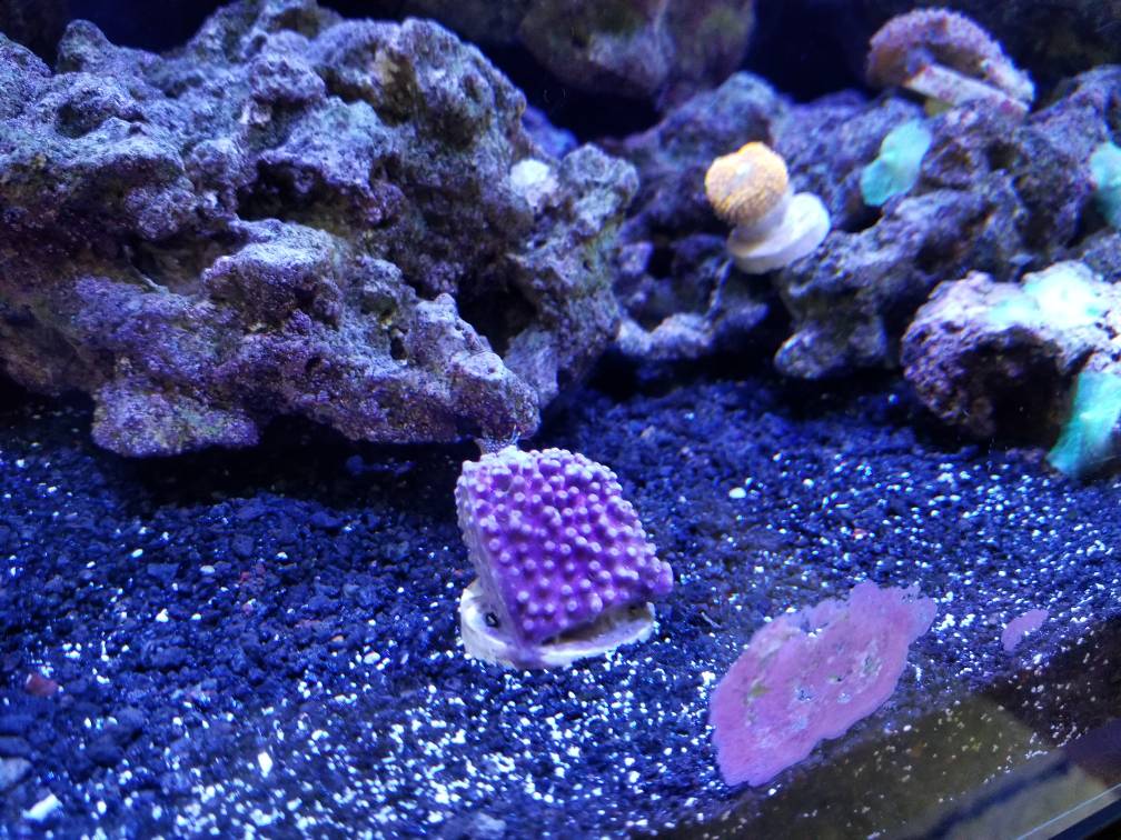 White Mold or Fungus growing under reef rocks REEF2REEF Saltwater and