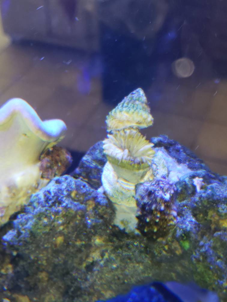 Torch coral left its skeleton REEF2REEF Saltwater and Reef Aquarium Forum