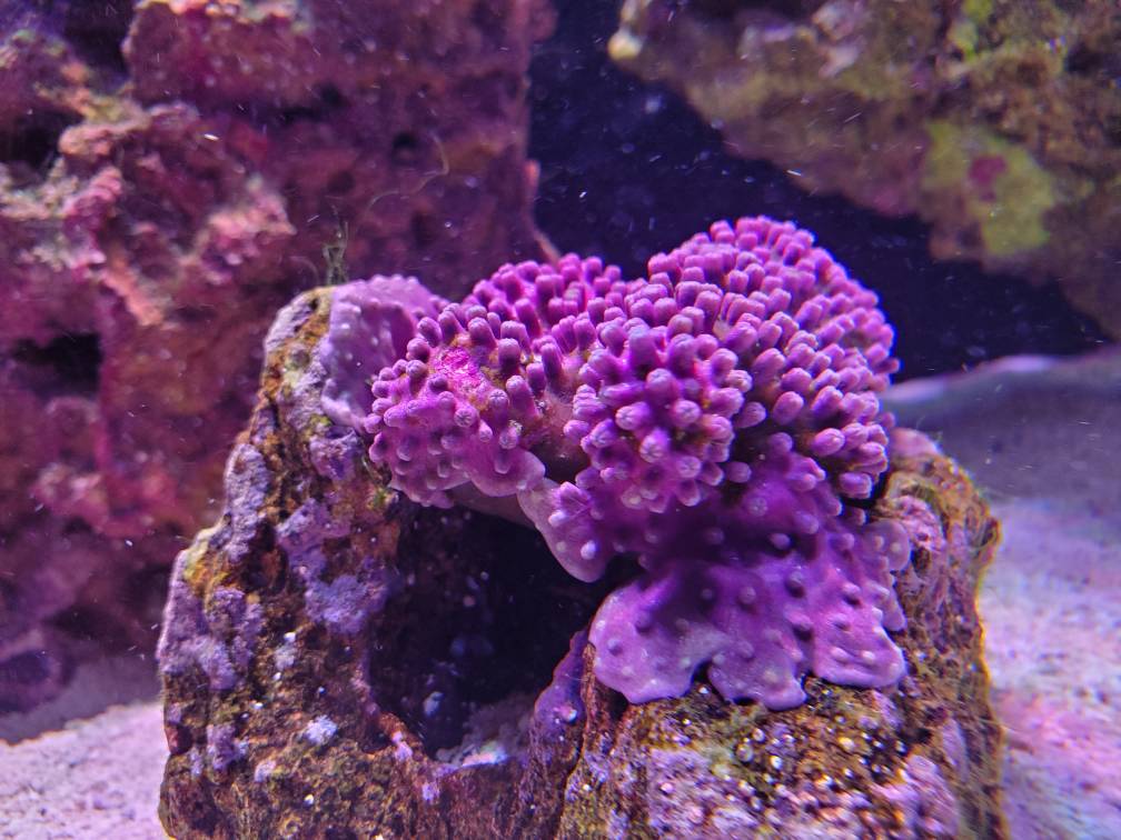 Algae Trifecta and Closed GSP coral! (Help) REEF2REEF Saltwater and