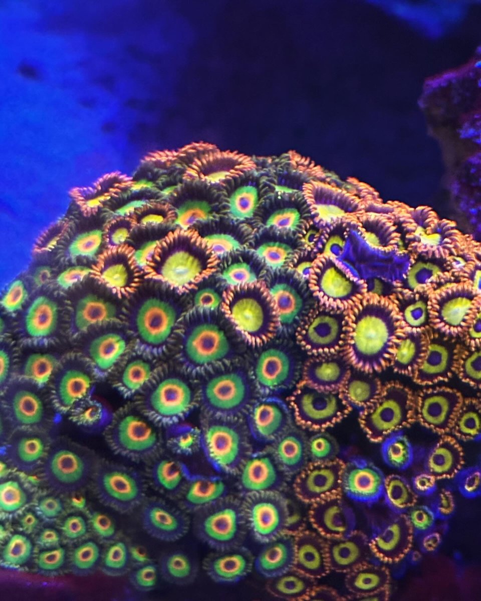 fast growing but beautiful zoas? REEF2REEF Saltwater and Reef