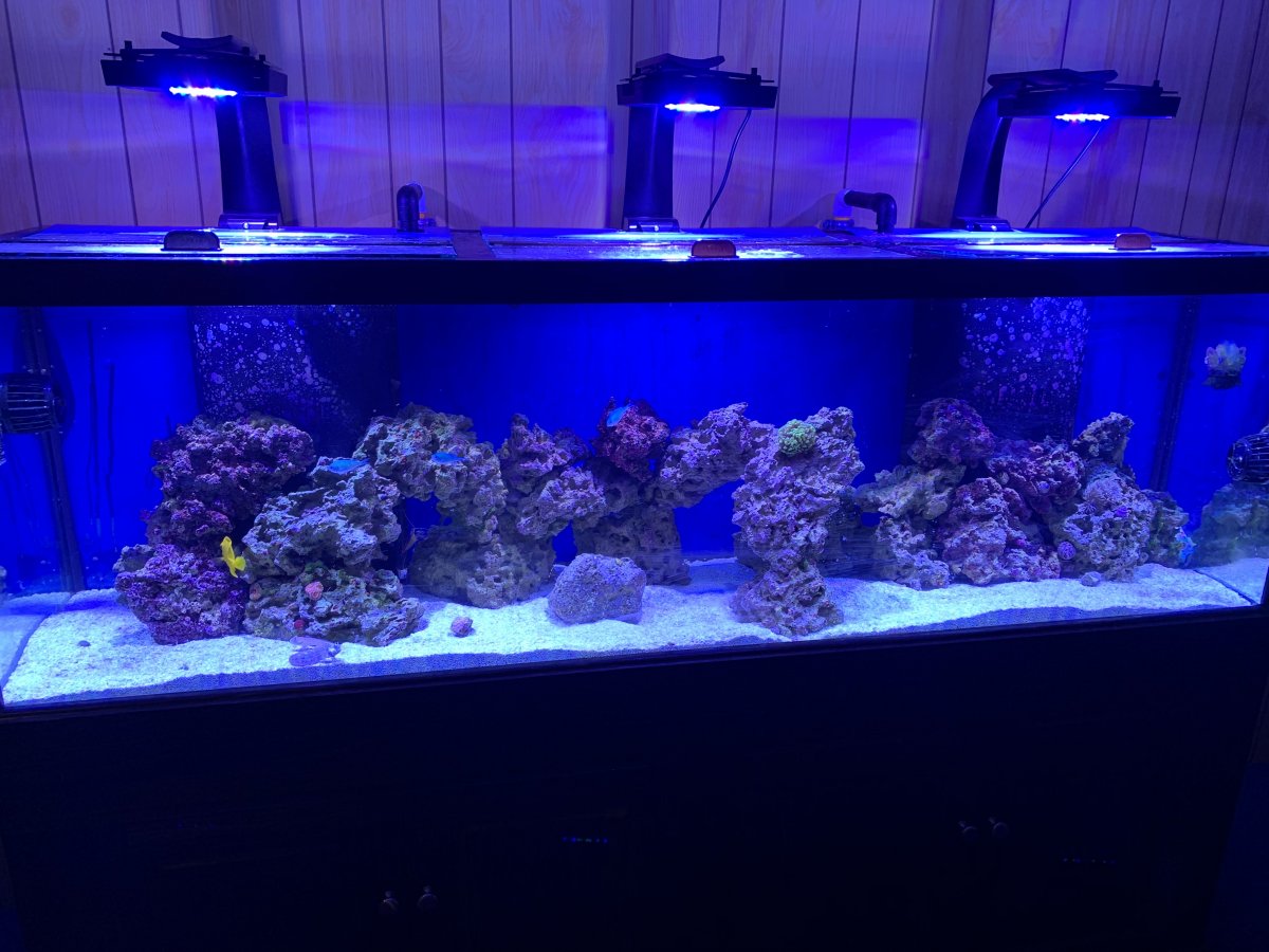 Ich, Quarantine REEF2REEF Saltwater and Reef Aquarium Forum