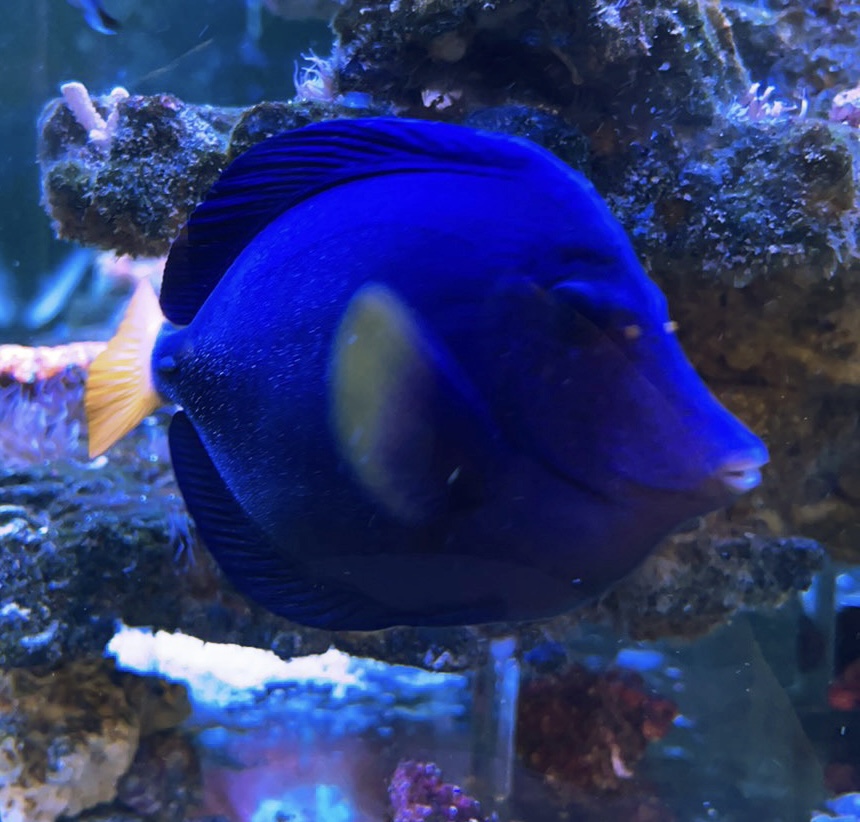 3 Hydrogen Peroxide (H2O2) dosing for parasites in a mixed reef tank